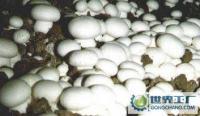 新鮮蘑菇批發(fā)兼零售，農(nóng)副產(chǎn)品的優(yōu)質(zhì)選擇