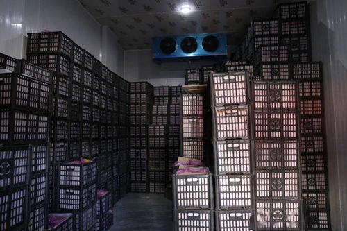 春節(jié)期間華南農(nóng)產(chǎn)品批發(fā)市場銷售創(chuàng)佳績，批發(fā)兼零售模式顯成效